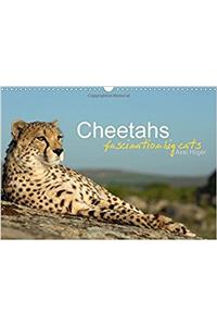 Cheetahs Fascinating Big Cats 2017