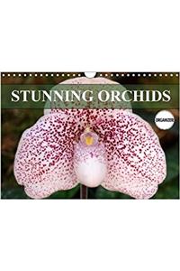 Stunning Orchids 2018