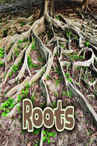 All About Roots