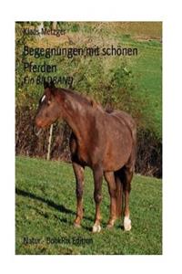 Begegnungen mit schönen Pferden