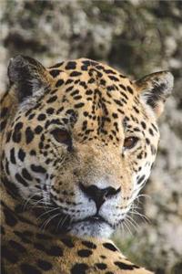 Say Hello to the Jaguar Journal