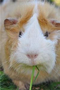 Cutest Guinea Pig Portrait Journal