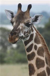 Ugandan Giraffe Journal