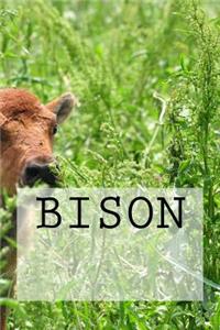 Bison