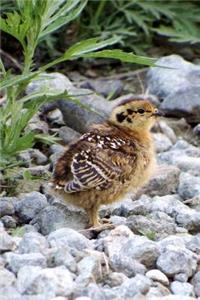 Precious Baby Partridge Chick Bird Journal
