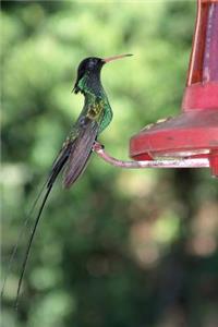 Hummingbird at a Bird Feeder Journal
