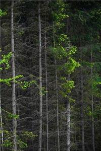 Forest Notebook 6x9 glossy softcover 150 lined pages