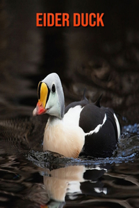 Eider Duck