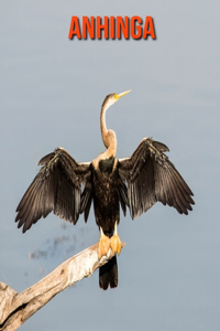 Anhinga