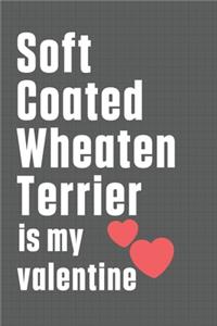 Soft Coated Wheaten Terrier is my valentine