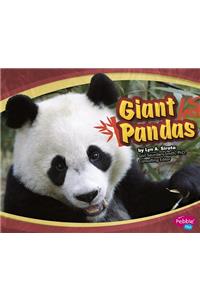 Giant Pandas