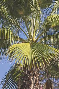 Palm Tree Close-Up Journal