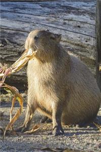 Feeding Time for the Capybara Journal