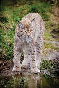 Notebook - Big Cat