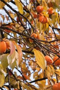Persimmon Fruit Tree Journal