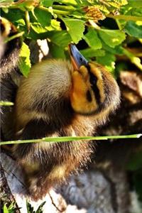 Duckling Mallard Duck Resting Journal