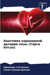Анатомия коронарной артерии козы (Capra hircus)