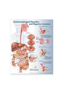 Gastroesophageal Disorders and Digestive Anatomy Chart
