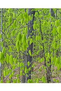 Spring Leaves Fill Forest School Composition Book