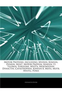 Articles on Motor Proteins, Including: Myosin, Kinesin, Dynein, Myh7, Motor Protein, Kinesin 13, Telokin, Forisome, Myo7a, Meromyosin, Dynactin, Catas