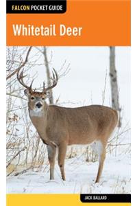 Whitetail Deer