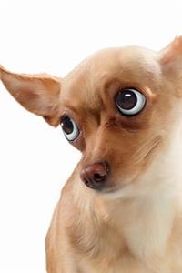 Funny Dog April Notebook & Journal. Productivity Work Planner & Idea Notepad