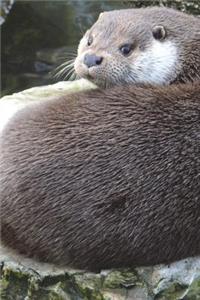European Otter Journal