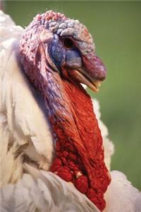 Farm Journal White Turkey Face Close Up