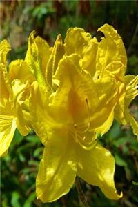 Journal Springtime Pretty Rhododendron