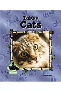 Tabby Cats