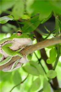 Frog Resting High in a Tree Journal