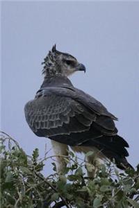 Martial Eagle (Polemaetus Bellicosus) Journal