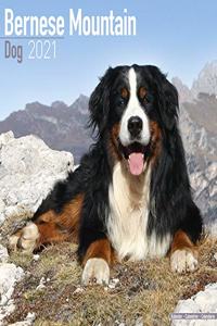 Bernese Mountain Dog 2021 Wall Calendar