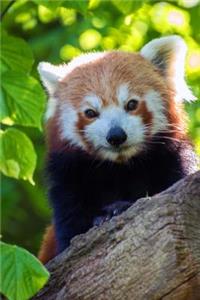 A Super Cute Red Panda in a Tree Journal