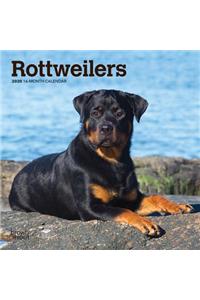 ROTTWEILERS 2020 MINI WALL CALENDAR