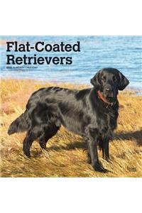 FLAT COATED RETRIEVERS 2020 SQUARE WALL