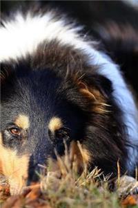 Collie Notebook