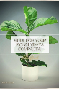 Guide For Your Ficus Lyrata Compacta