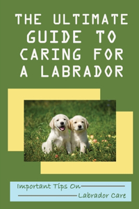 The Ultimate Guide To Caring For A Labrador