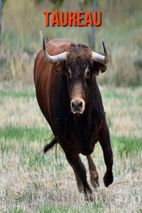 Taureau