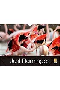 Just Flamingos 2018