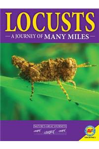 Locusts: A Journey of Many Miles