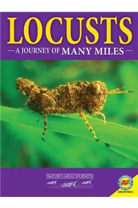 Locusts: A Journey of Many Miles