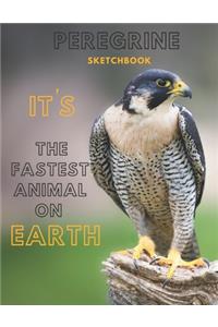 Peregrine falcon Sketchbook Large sketchbook for drawing 8.5 x 11 inch (21.59 x 27.94 cm) 150 pages