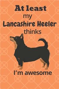 At least my Lancashire Heeler thinks I'm awesome