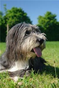Bearded Collie Relaxing in the Sun Journal