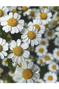 Chamomile Naturopathy Natural Therapies Alternative Homeopathy Pharmaceuticals
