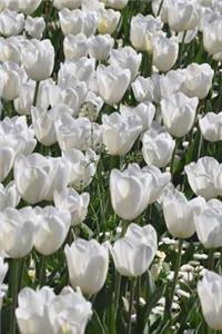 Stunning Field of white Tulips Journal