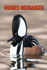 Hooded Merganser