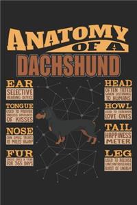 Anatomy Of A Dachshund